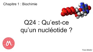 Chapitre 1  Biochimie  Q24  Questce quun nucléotide [upl. by Cordelie]