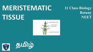 Meristematic Tissue in Tamil  Tissue and Tissue System  Botany I Class 11 TNSCERT  NEET [upl. by Cristi]