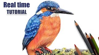 Drawing the Kingfishers wing Colored pencil tutorial [upl. by Hertberg]