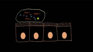 Ciliated epithelium  Structural organization in animals  Biology  Khan Academy [upl. by Nalac]