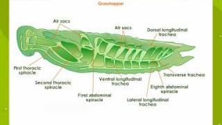 Respiratory System In Insects [upl. by Margarette]