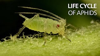 Life cycle of aphids [upl. by Christi]