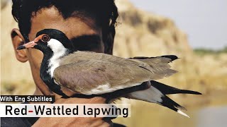 Red wattled lapwing  Interesting Facts Hindi [upl. by Nohsreg]