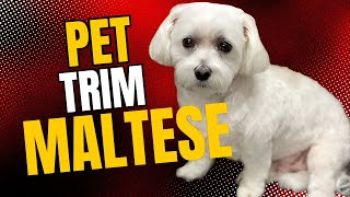 HOW to GROOM a MALTESE PET TRIM Step by Step [upl. by Roxy]