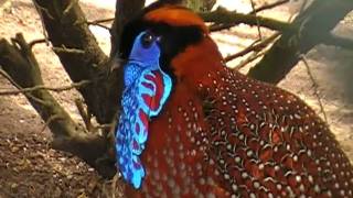 temmincks tragopan display [upl. by Mcclary]