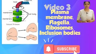 Prokaryotic cell l Plasma membrane Ribosomes class 11 NCERT NEET Biology chapter 8 l [upl. by Gnouc]