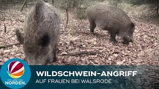 Wildschweine greifen Spaziergänger in Walsrode an [upl. by Arraik464]