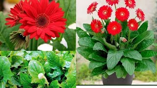 How to grow and care for the Gerbera plant ।। Care and tips for the Gerbera plant।।। [upl. by Ahtanoj]