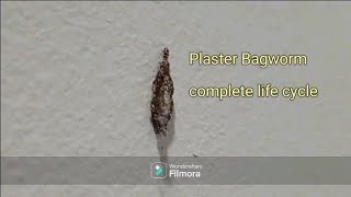 Plaster Bagworm Complete Life Cycle Time Lapse ⏳ [upl. by Xella]