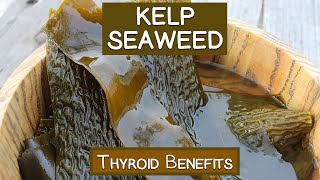 Kelp Seaweed A Concentrated Source of Dietary Minerals [upl. by Enehs]