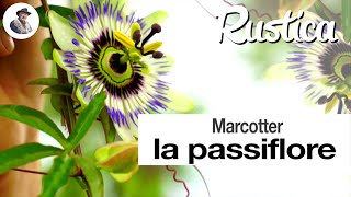 Marcotter la passiflore [upl. by Airla166]