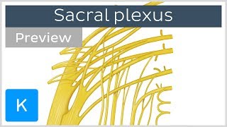 Sacral plexus made easy preview  Human Anatomy  Kenhub [upl. by Anirbaz]