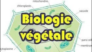 Biologie végétale  lappareil végétatif des thallophytes  larchéthalle شرح سهل و مبسط [upl. by Bumgardner281]