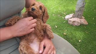 australian labradoodle puppys 8 weeks [upl. by Ahtael385]