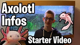 Starter Video Infos zur Axolotl Haltung  Aquarium  Ambystoma Mexicanum deutsch [upl. by Ariajaj411]