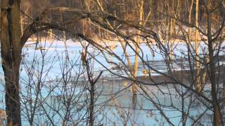 Brushy Creek lake Iowa Ice fishing report by WillCFish Tips and Tricks [upl. by Kcirrej]