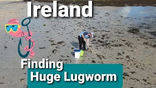 Digging lugworm find lugworm fishing bait [upl. by Saffier296]