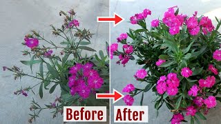 Easy ways to DeadheadPrune Dianthus to get Countless Blooms [upl. by Acinahs]