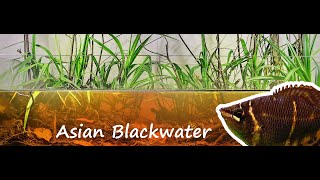 BlackWater Aquarium 200L Asian Biotope  Malaysia Biotope [upl. by Concha786]