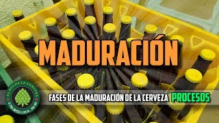 Cómo Hacer Cerveza Artesanal en Casa MADURACIÓN PROCESOS [upl. by Tarton]