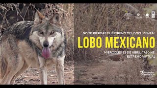 Corto documental quotLobo Mexicanoquot [upl. by Thgiwed]