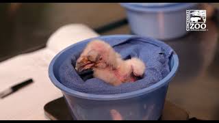 5 Day Old Eagle Owl Chick Feeding  Cincinnati Zoo [upl. by Franklyn]