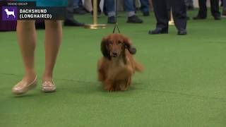 Dachshunds Longhaired  Breed Judging 2020 [upl. by Hardin]