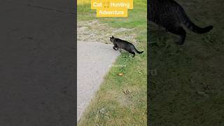 Cat Vs Bird Part 1 cat cats shorts catvideos catlover catlife catlove [upl. by Epifano516]