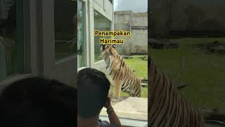 Penampakan Harimau di lembang Park Zoo [upl. by Artema]