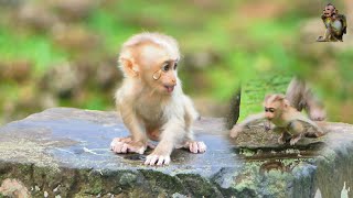 Great Job the best scene of baby monkey Playing Very Nice  MONKEY Robin99 [upl. by Tnerb237]