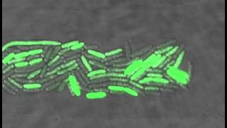 Bacteria oscillate individually [upl. by Notaek213]