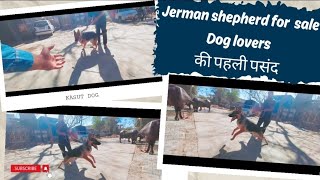 Jerman shepherd for sale  Dog lovers की पहली पसंद। [upl. by Ruff]