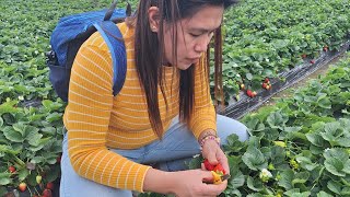 Picking Strawberry 🍓 🙈😅 [upl. by Tronna816]