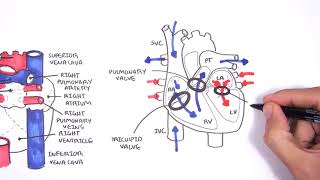 Introduction to Cardiac Heart Anatomy and the Chest Xray [upl. by Carson]