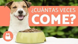 ¿Cuántas Veces debe Comer un Perro al Día  Cachorros y Adultos [upl. by Narmak]