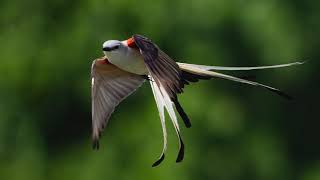 Baby Scissortailed Flycatcher First Flight from Nest  Bird Documentary  Weekend Bird song [upl. by Dachi]