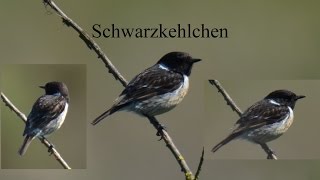 Schwarzkehlchen Saxicola rubicola [upl. by Annwahs]