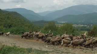 Ainsa gieren observeren Pyreneeen Spanje [upl. by Lidah]