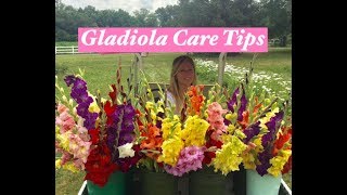 Gladiolus care tips [upl. by Sanfourd]