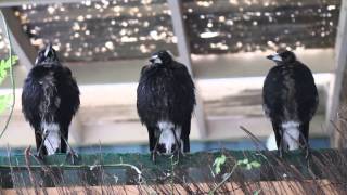 Three Australian Magpies Sing in Unison [upl. by Assilem]