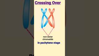 crossing over  जीन विनिमय  chiasma  pachytene [upl. by Dloniger]