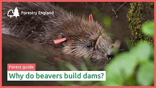 Why do beavers build dams [upl. by Kcerb]