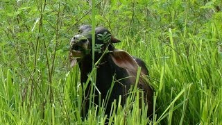 Funciones de la Producción de Pastos y Forrajes  TvAgro por Juan Gonzalo Angel [upl. by Ced]