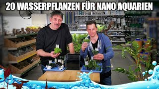 20 geeignete Wasserpflanzen für das Nano Aquarium [upl. by Haidabej654]