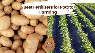 Best Fertilizers for Potato Farming l আলু খেতিপথাৰত Aegis Potasil আৰু KUP ৰ প্ৰভাব  आलू की खेती के [upl. by Ahse]