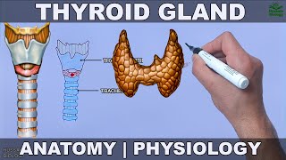 Thyroid Gland  Anatomy Physiology and Histology [upl. by Atteniuq407]