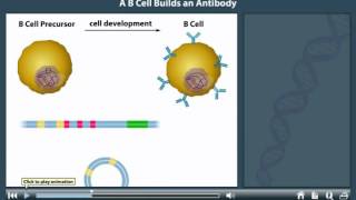 Antibody Production animation [upl. by Joice]