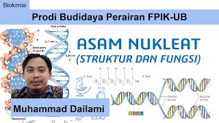 Biokimia Struktur dan Fungsi Asam Nukleat [upl. by Mairim]