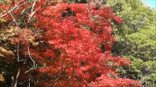 泉涌寺 その1 楊貴妃観音堂 京都の紅葉名所 Sennyuji Temple autumn leaves attractions in Kyoto part1 [upl. by Aprilette]