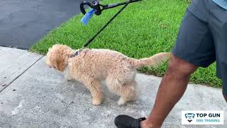 Goldendoodle Puppy Leash Training [upl. by Pussej665]